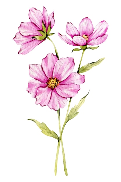 Cosmos Watercolor Illustration Cosmos flower isolated on white October Birth Month Flower