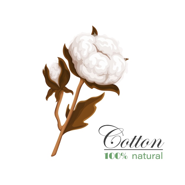 Cotton branch illustration