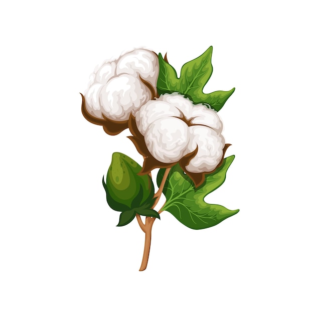 Cotton branch illustration