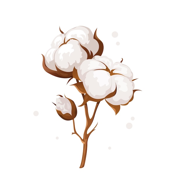 Cotton branches with white soft fluffy flowers. Vector botanical illustration