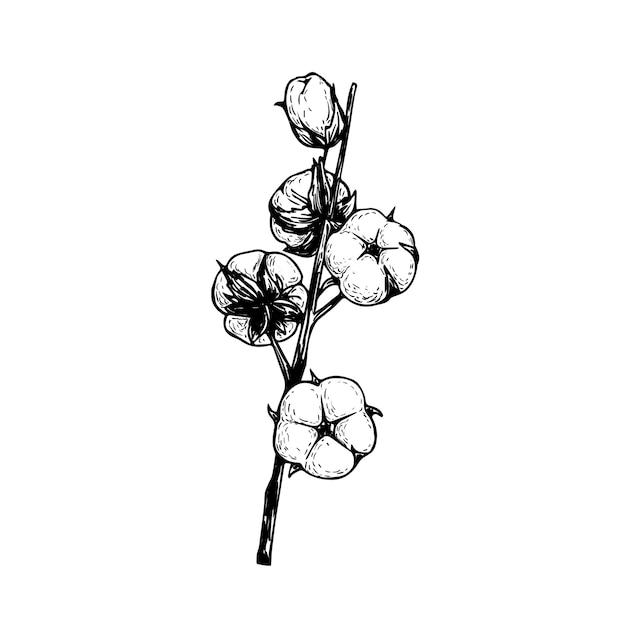 Cotton flower branch. Hand drawn sketch style  illustration of natural eco cotton. Vintage engraved . Botanical art  on white background.