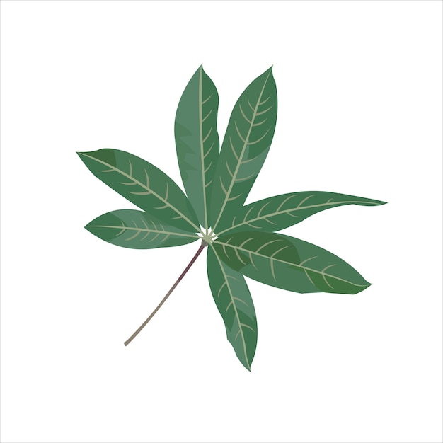 Cotton grean Leaf Vector flat design graphic Illustration 2d HD