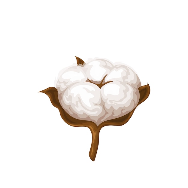 Cotton illustration