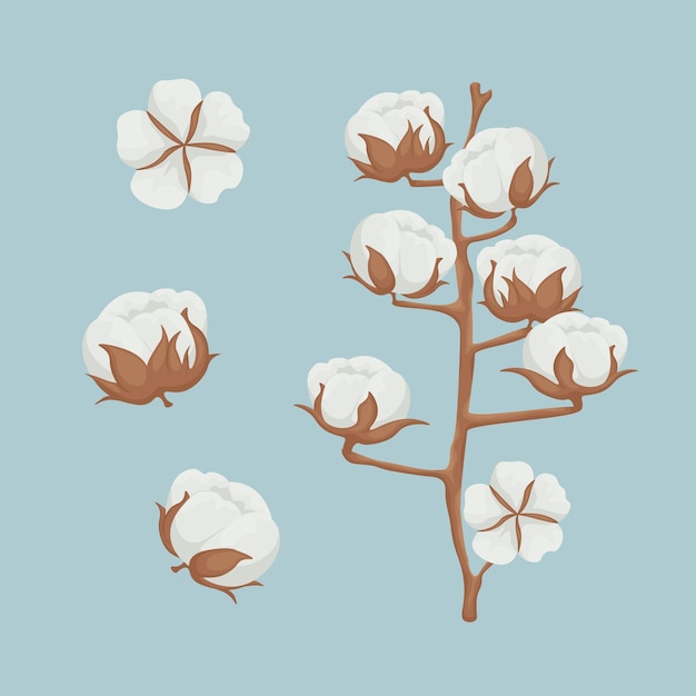 Cotton Image of a twig with cotton Cotton plant Vector illustration