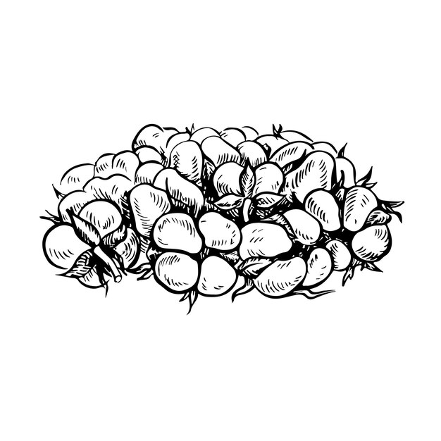 The cotton is organic graphic vector illustration A handful of Ripe fluffy cotton Isolate hand drawn