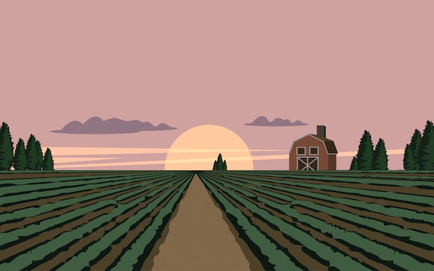 Countryside landscape with vineyards at sunset