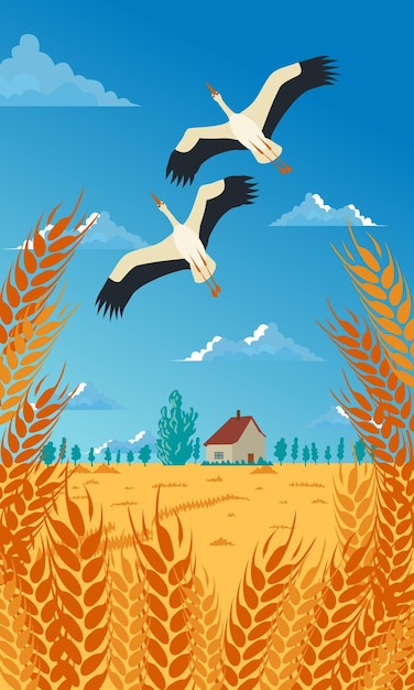 A couple of birds flying over a wheat field in Ukraine