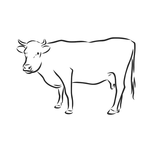 Cow isolated on white, hand drawn vector illustration.