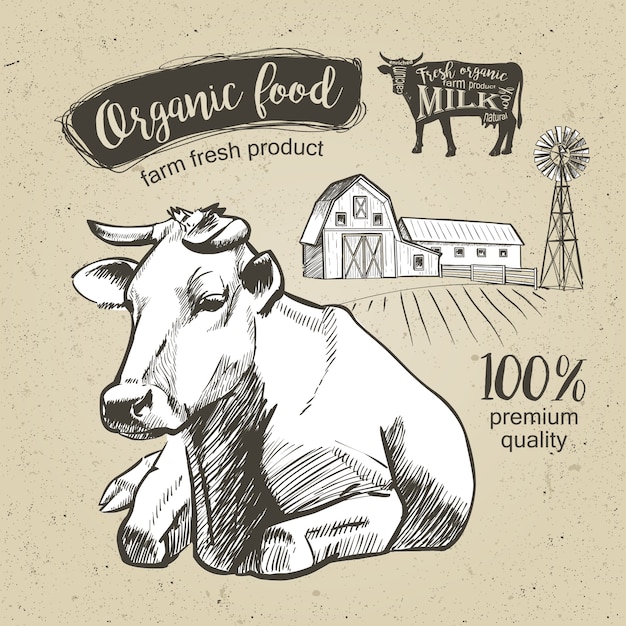 Cow lying on pasture farm. Vintage graphic