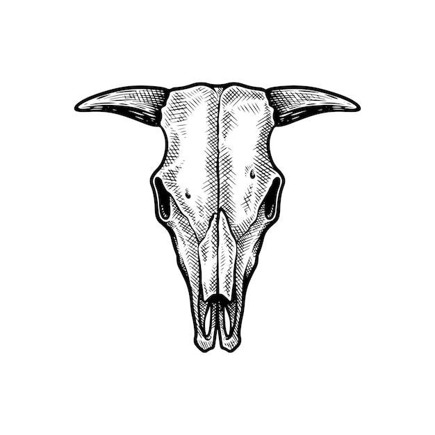 cow skull, buffalo skull hand drawn illustration