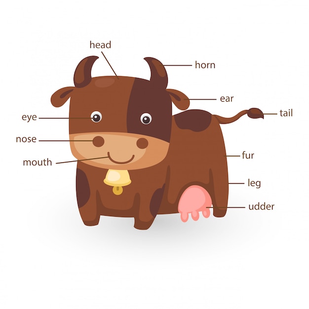 Cow vocabulary part of body vector