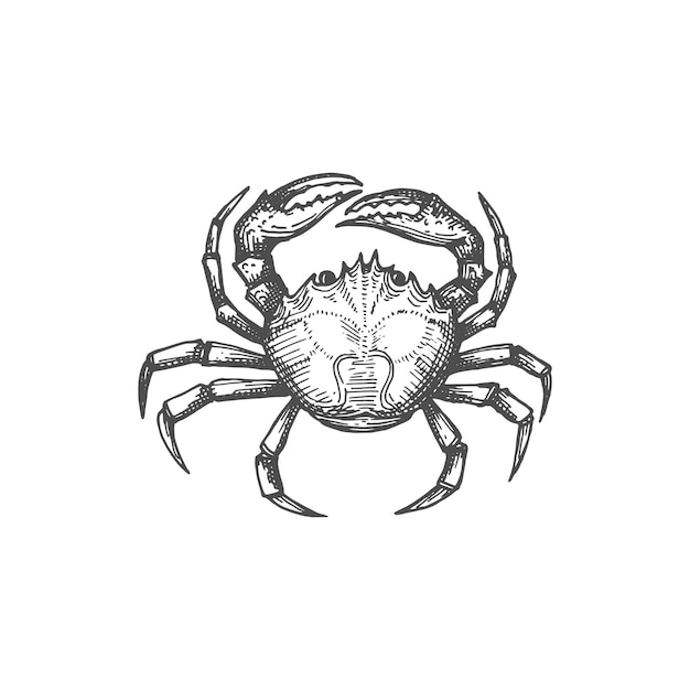 Crab crustacean animal with pair of pincers sketch