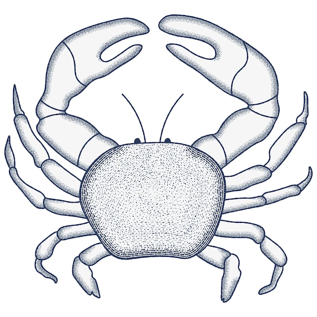 Vector crab engraving illustration vintage vector illustration