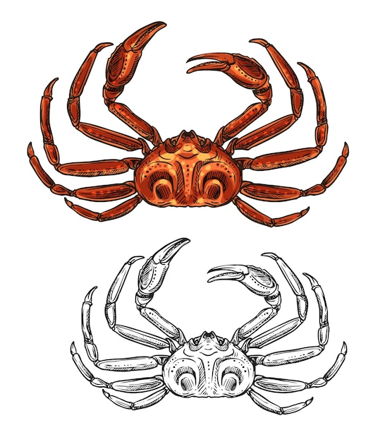 Crab isolated seafood and fishery sketch icon