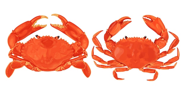 Crab isolated on white background. Vector eps 10. crab vector on sand color background.