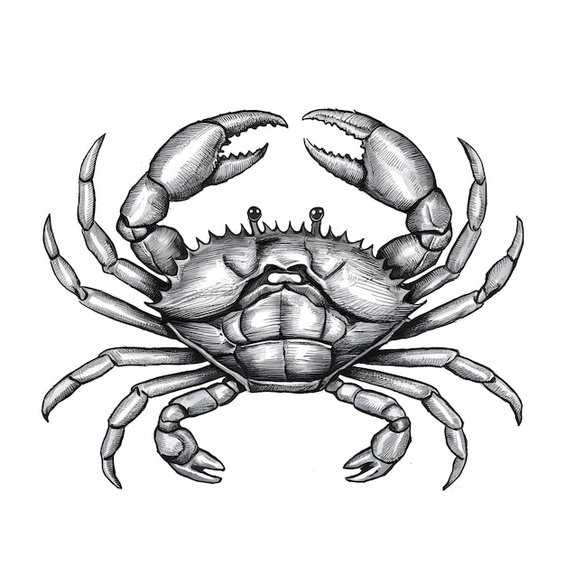 Crab monochrome ink sketch vector drawing engraving style illustration