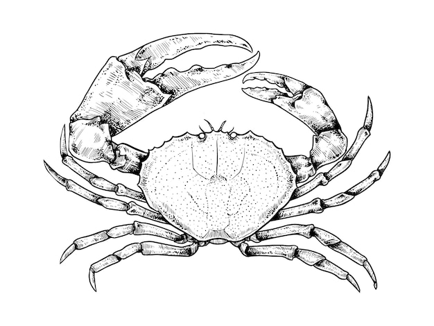 Crab Vector