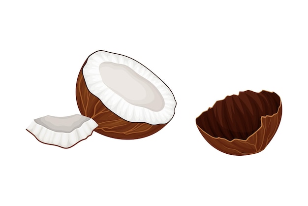 Cracked Coconut with Hard Shell and Fibrous Husk Showing White Inner Flesh Vector Illustration