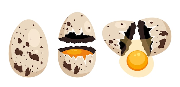 Cracked quail egg hatching steps whole and broken abstract concept set graphic design