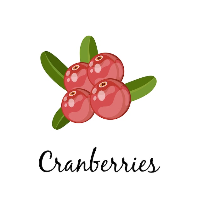 Cranberries with green leaves on white background cartoon vector illustration