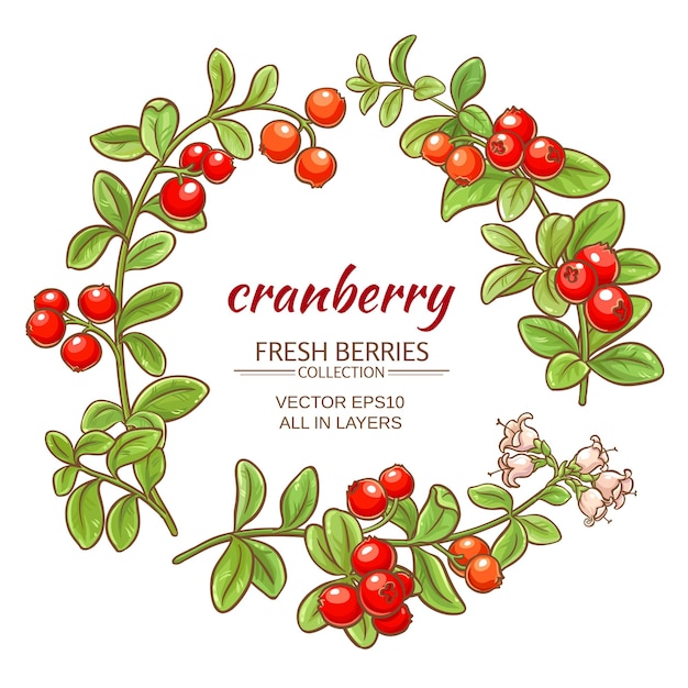 Cranberry branches vector set on white background