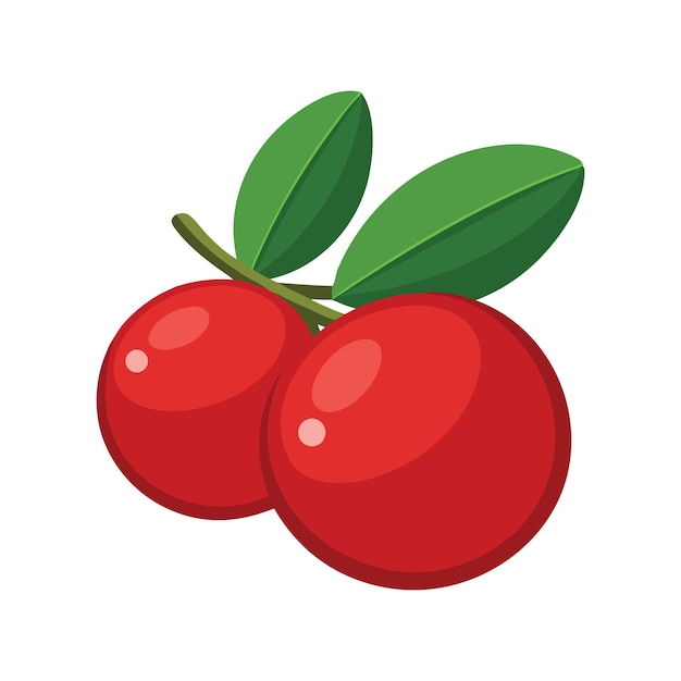 Cranberry fruit flat vector illustration on white background