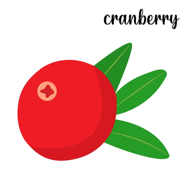 Cranberry fruit vector illustration