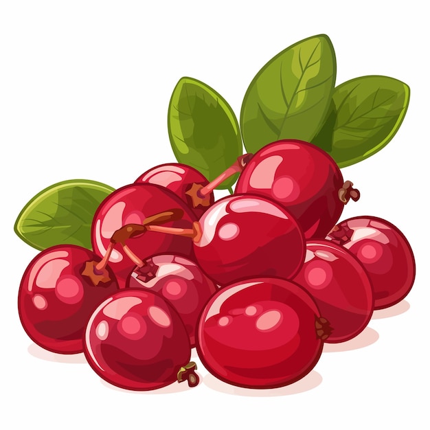 Vector cranberry