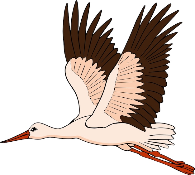 Crane bird Vector stork sketch of hand drawn bird