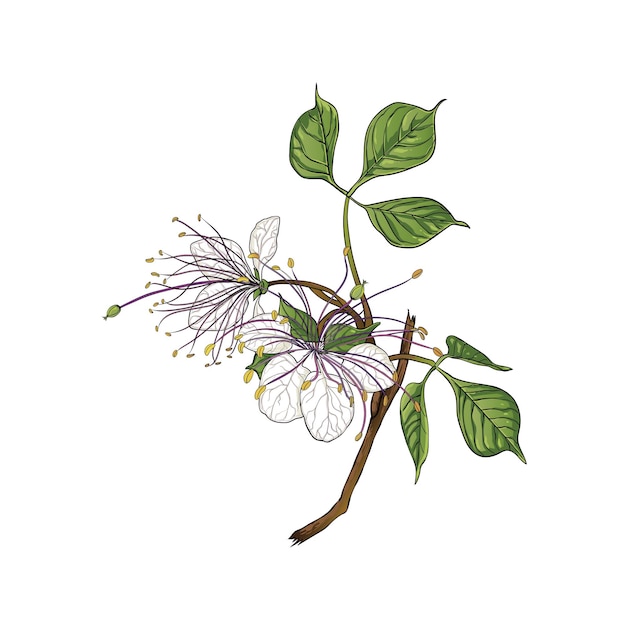 Vector crateva religiosa botanical flower vector illustration