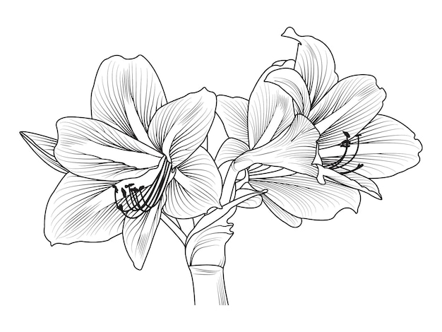 Creative floral hand-drawn flower line art design