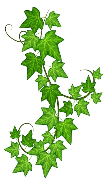 Creeper branch Natural green leaves Climbing vine