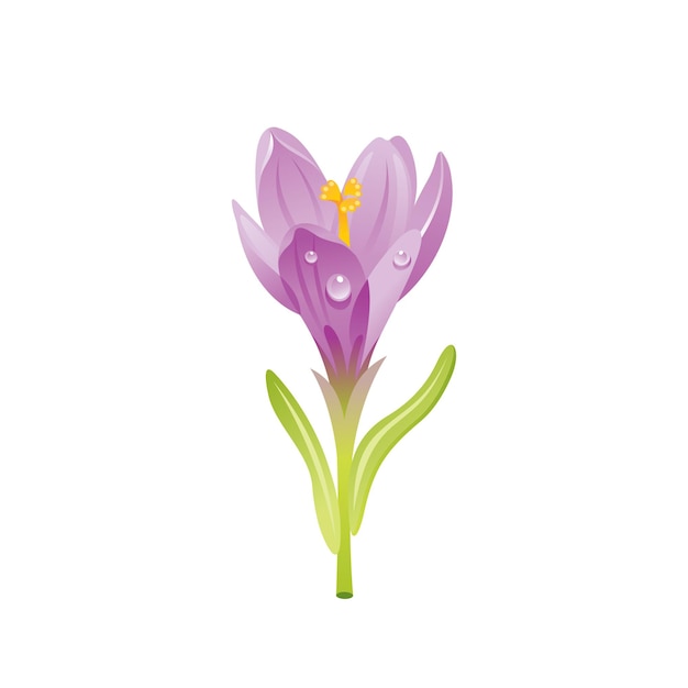 Crocus flower floral icon Realistic cartoon cute plant blossom spring garden symbol Vector illustration for greeting card t shirt print decoration design Isolated on white background