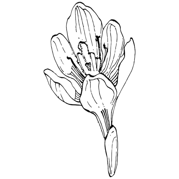 Crocus flower   sketch illustration isolated   saffron line art. Cute hand drawn flower in black outline and white plane  