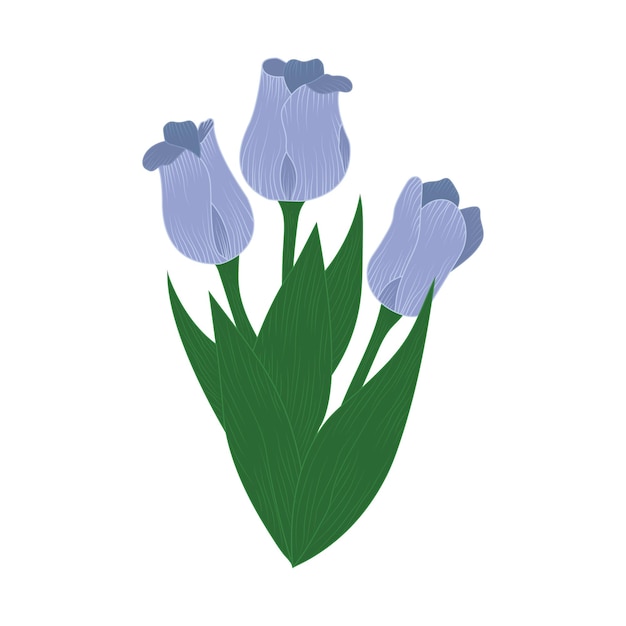 Crocus Flowers leaf floral design graphics vector