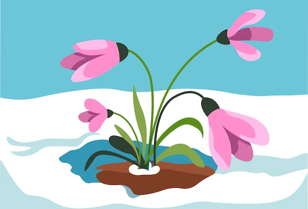 Crocus growing out of snow spring season vector