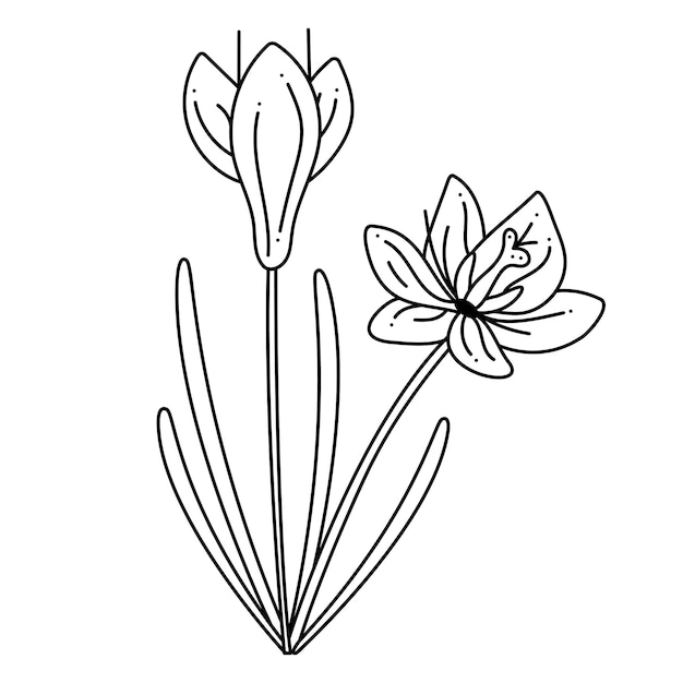 Crocus saffron doodle Hand drawn outline vector illustration