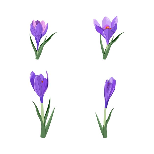 Vector crocuses collection isolated on white background