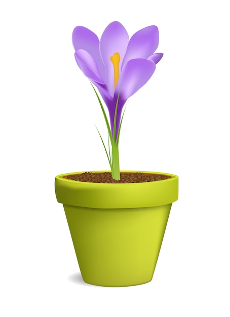 Crocuses in Flowerpot Illustration Isolated