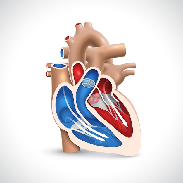 Crosssection of the human heart showing the bloodpumping function of the veins and arteries 1