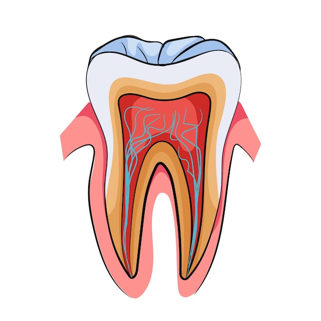 Crosssection of a human tooth showing its internal structure Vector illustration on a white background concept of dental anatomy Vector illustration