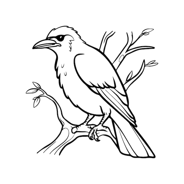 Crow coloring pages Crow bird outline vector for coloring book