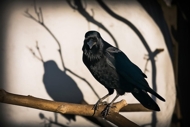 Vector a crow is sitting on a branch with a shadow of a tree