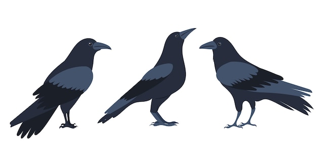 Vector crows set flat design isolated on white background vector