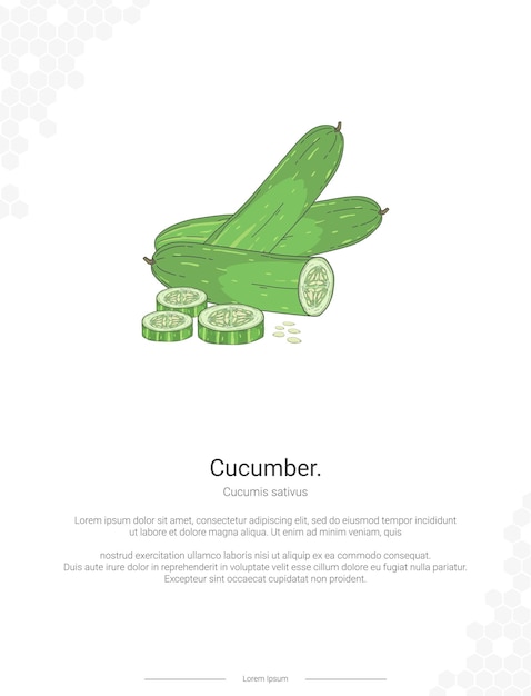 Cucumber Cucumis sativus illustration wall decor ideas or poster