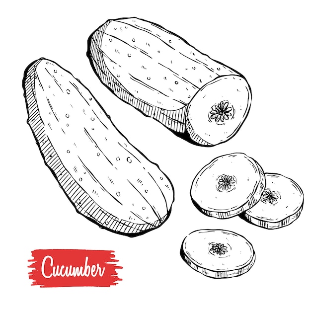 Cucumber hand drawn vector set Isolated cucumber sliced pieces and plant Vegetable engraved style