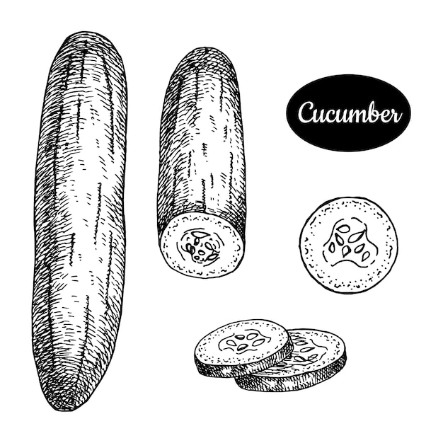 Cucumber hand drawn.