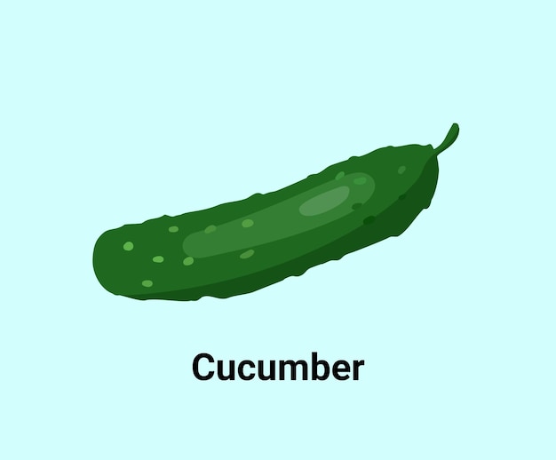 Cucumber illustration set Vegetable Vector drawing Hand drawn style