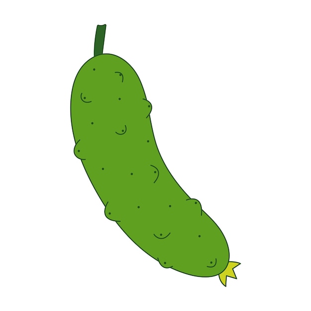 Cucumber vector. Isolated green cucumber