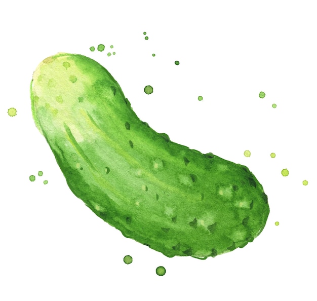 Cucumber watercolor illustration